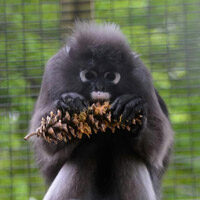 monkey chewing on a pinecone